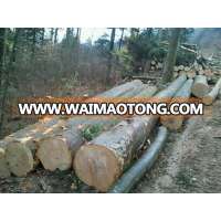 beech logs / swiss quality / FSC