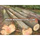 Beech Logs