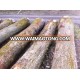 European White Oak Round Logs