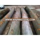 European Beech Round Logs