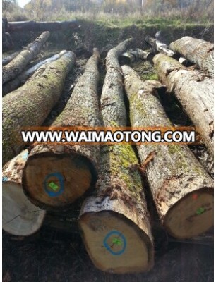 White Oak logs