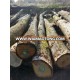 White Oak logs